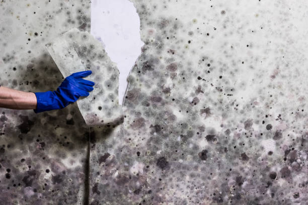 Attic Mold Removal in Augusta, GA